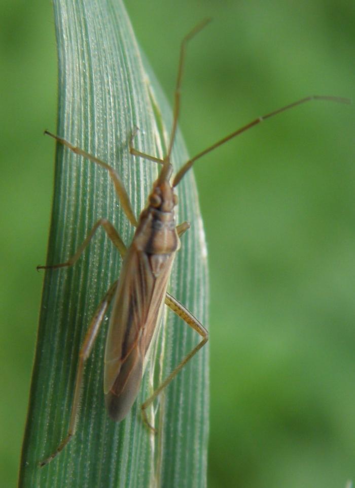 Miridae: Stenodema sericans delle Alpi bavaresi (D)